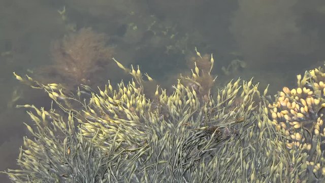 Yellow algae in sea water.