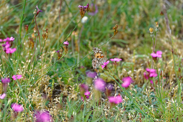 Lepidoptera in the field,Harz,Thale,Devils Wall.