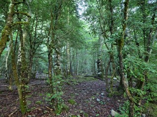 ORDESA BOSQUE 8