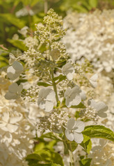 Blooming Hydrangea paniculata in garden