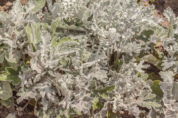 Jacobaea maritima in the summer garden.