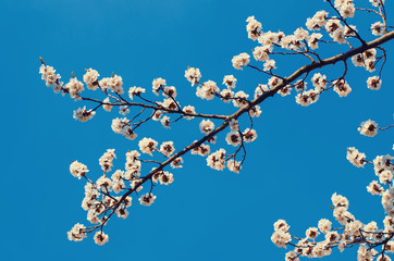Apricot tree flower