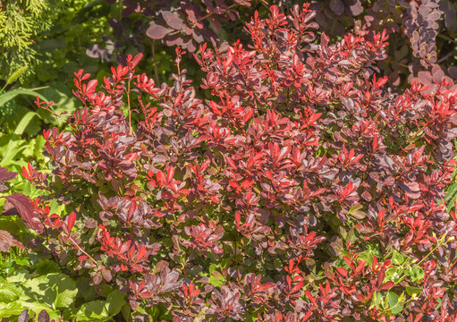 Berberis thunbergii Atropurpurea  in the garden