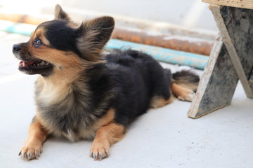 dog in front of house