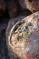 lichen on rock