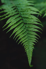 Close Up of green fern leaf background.