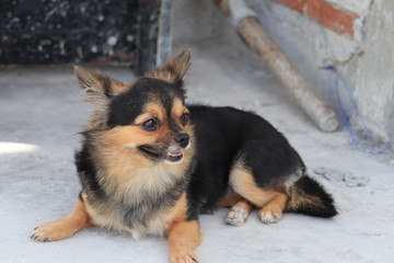 dog in front of house