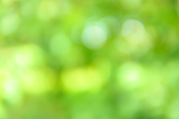 Fototapeta na wymiar Nature green blurred background