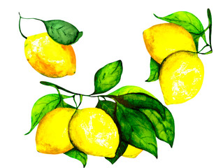 Watercolor set of fresh lemons with bright leaves on a white background. Citrus drawing for design illustrations on the theme of nature and fruit.
