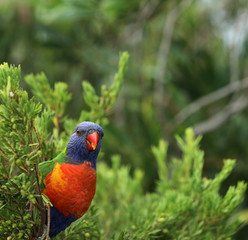 Allfarblori Papagei in Australien