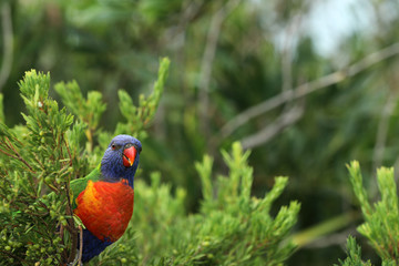 Allfarblori Papagei in Australien