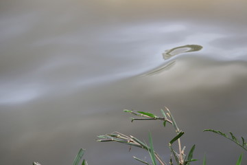 green grass and water in lake in city