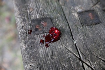 wiśnia © Katarzyna