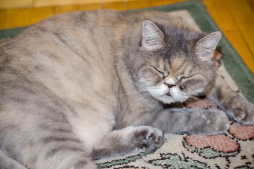 persian exotic grey exo cat sleeping on the carpet