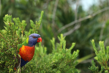 Allfarblori Papagei in Australien