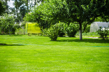 green lawn backyard garden house