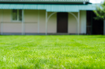 green lawn backyard garden house