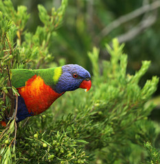 Allfarblori Papagei in Australien