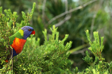 Allfarblori Papagei in Australien