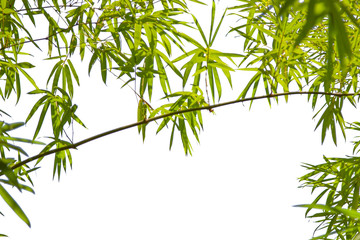 Growing Leaf Bamboo frame nature on white isolated texture background(clipping path). Green Energy and World for Water Day or National Forest Conservation Day. Space for your text.