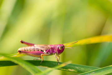 Pinkfarbener Grashüpfer (ein modebewusstes Weibchen?) auf Brautschau und Partnersuche im Gras und Gebüsch