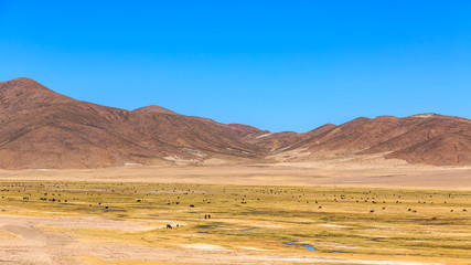Fototapeta na wymiar Lamas standing in a beautiful South American altiplano landscape