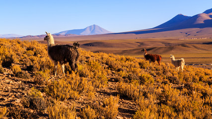 Lama standing in a beautiful South American mountain landscape at sunset