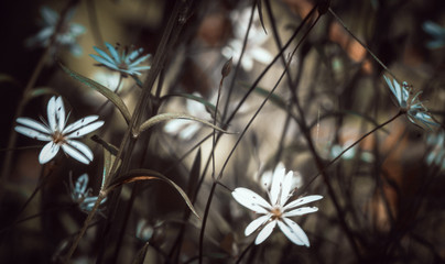 Background - fuzzy forest flowers