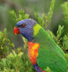 Allfarblori Papagei in Australien