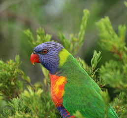 Allfarblori Papagei in Australien