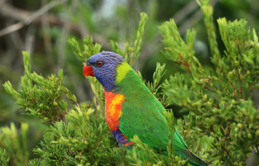 Allfarblori Papagei in Australien