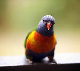 Allfarblori Papagei in Australien