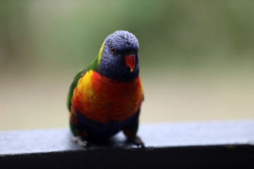 Allfarblori Papagei in Australien