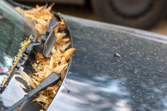 Autoscheibe mit Blättern im Herbst zeigt die Jahreszeit im Straßenverkehr mit Verkehrschaos und stillgelegtes Auto wegen Defekt muss in die Werkstatt mit Scheibenwischern voller Laub