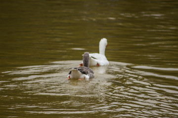 Patos en el agua