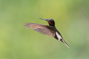 hummingbird in flight