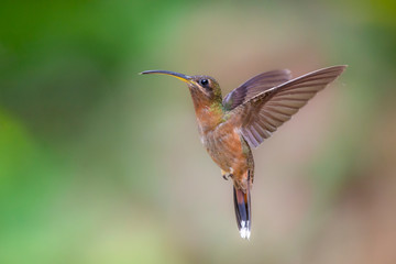 Fototapeta premium hummingbird in flight