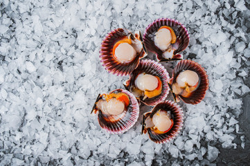 scallop seafood varieties on ice mussels