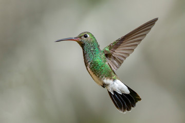 hummingbird in flight