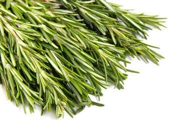 fresh rosemary on white background