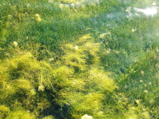 The landscape above the seafloor with an amazing colorful lush vegetation near the shore, which is visible through the thickness of pure sea water.