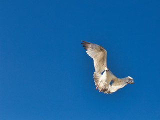 Möwe in der Luft