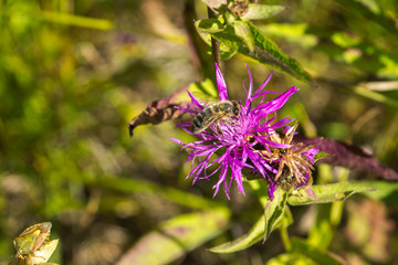 Bee collects nectar on a thistle flower