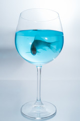 One crucian fish in the wine glass with blue water 