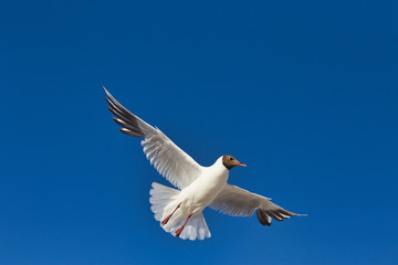 Lachmöwe im Flug