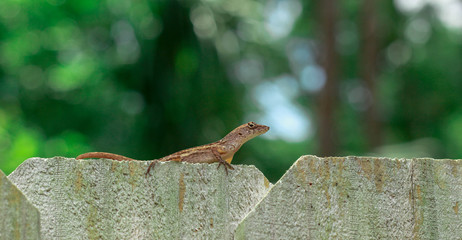 lizard on a fence