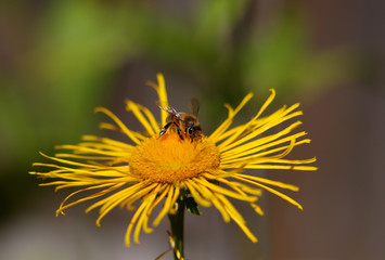 Bee collecting nectar on the yellow flowerof Elecampane, macro