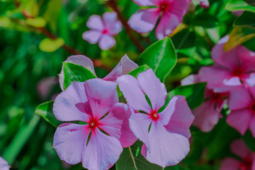pink flowers in the garden
