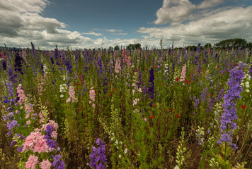 Colourful Delphiniums in a field in the countryside in Wick, Worcestershire