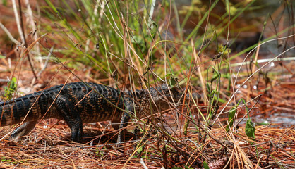 Alligator Walking Away 